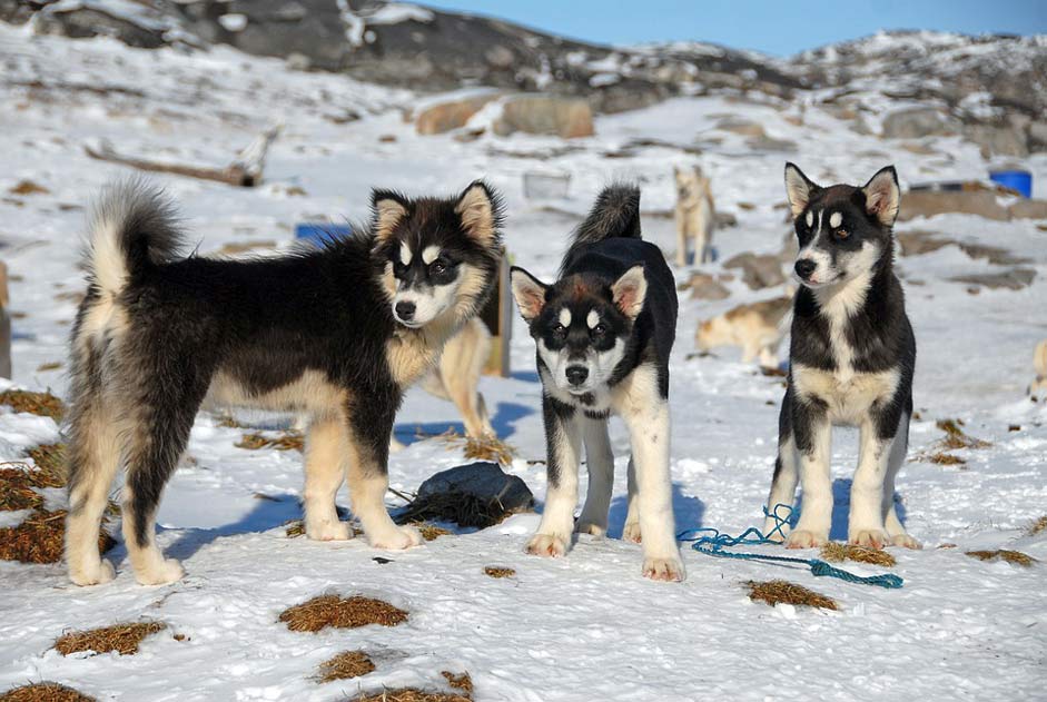  Dogs Greenland-Dog Greenland