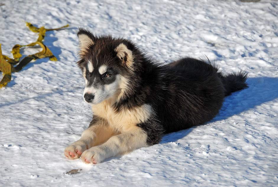  Dog Greenland-Dog Greenland