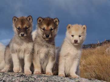 Dogs Expensive Greenland Sled-Dogs Picture
