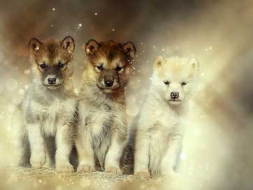 Dogs Expensive Greenland Sled-Dogs Picture