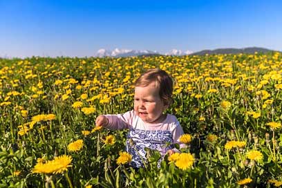 Flower Hayfield Field Nature Picture