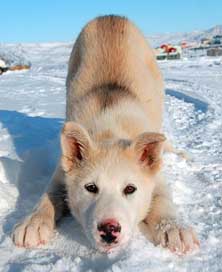 Greenland-Dog Puppy Greenland Dog Picture