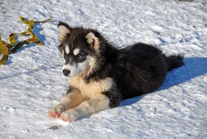 Greenland  Dog Greenland-Dog Picture