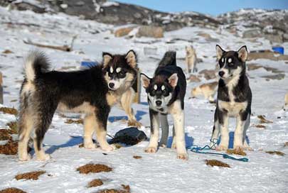Greenland  Dogs Greenland-Dog Picture