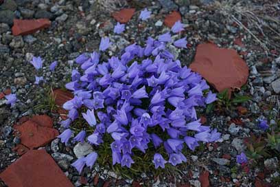 Greenlandic-Bellflower Blue Flower Greenland Picture