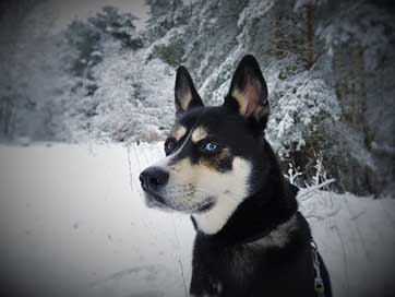 Dog Blue-Eyes Husky-Mongrel Husky Picture