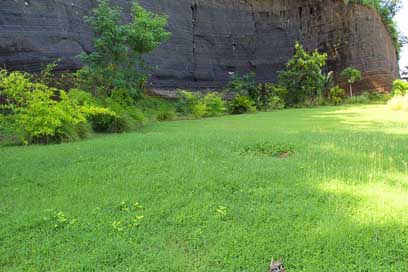 Plant Grenada Rock Grass Picture
