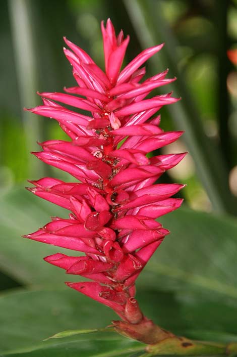  Guadeloupe Tropical-Flower Alpinia