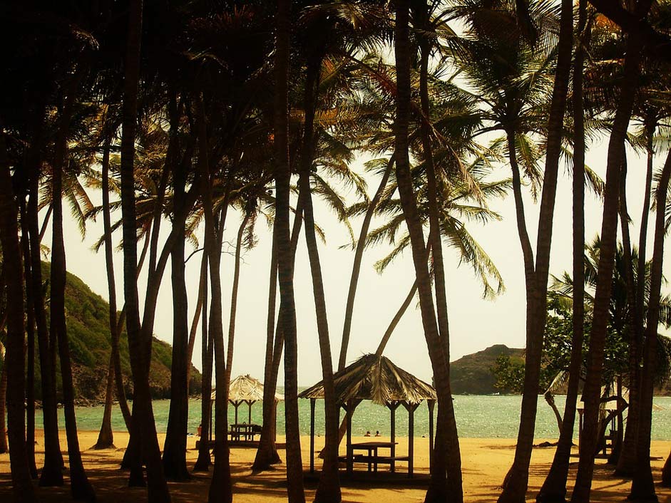 Holiday Palm Coconut Beach