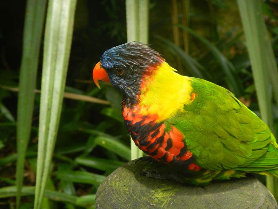  Tropical Guadeloupe Bird