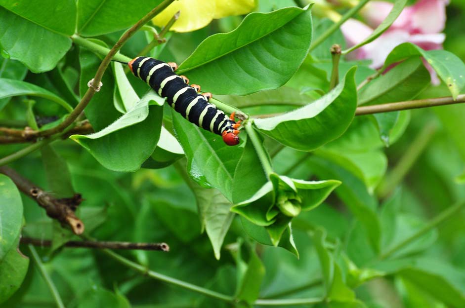 Exotic Nature Guadeloupe Caterpillar