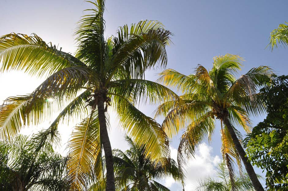 Sea West-Indies Beach Coconut-Trees