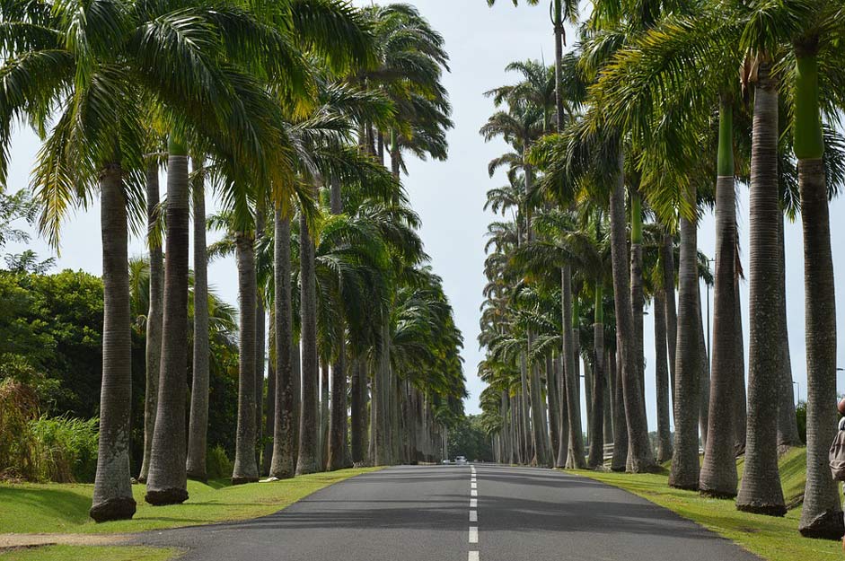  Road Palm Guadeloupe