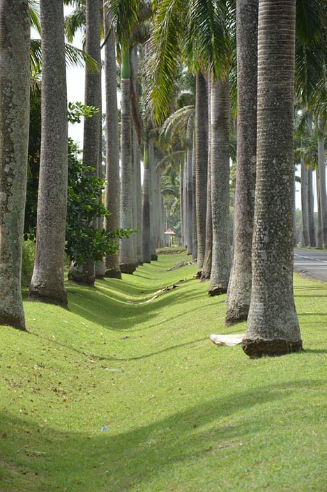 Paradise Holiday Palm Guadeloupe