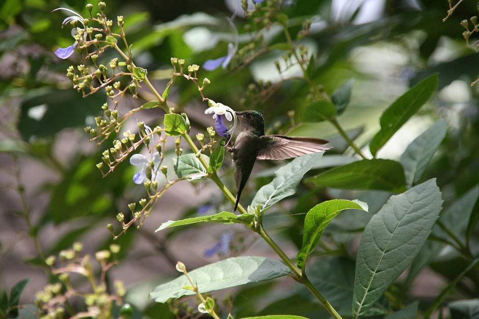  Guadeloupe Falle-Green Hummingbird