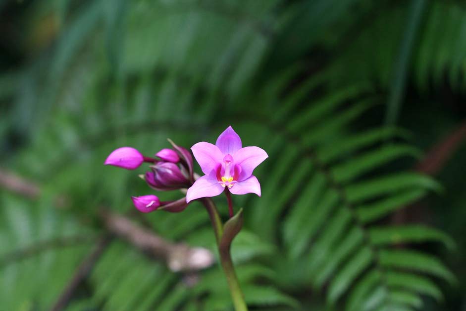  Guadeloupe Tropical Orchid