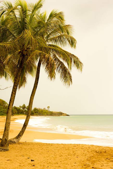  Guadeloupe Beach Palm