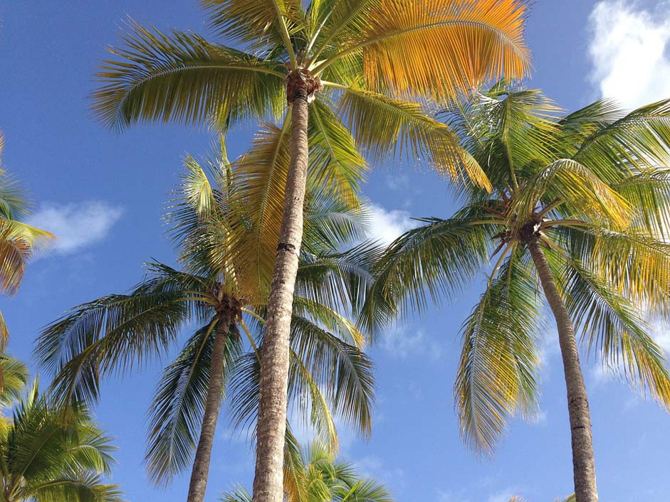 Summer Holiday Sky Palm