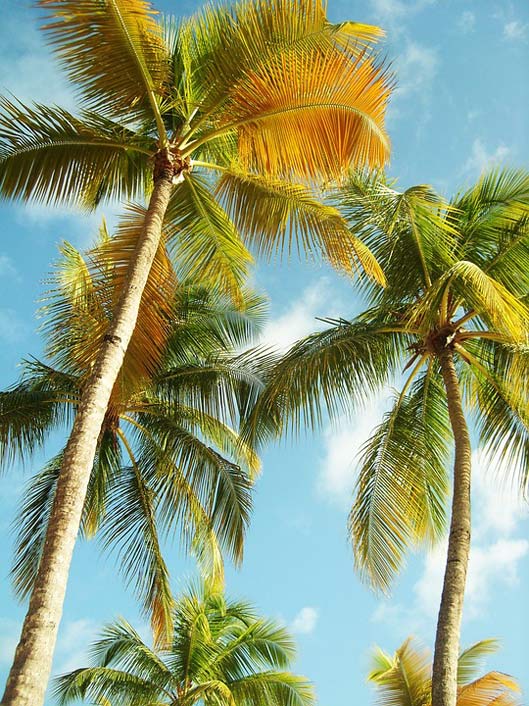 Blue-Sky Beach Guadeloupe Palm-Trees