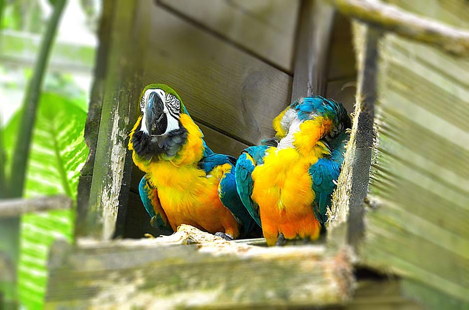 Plumage Colorful Bird Parrot