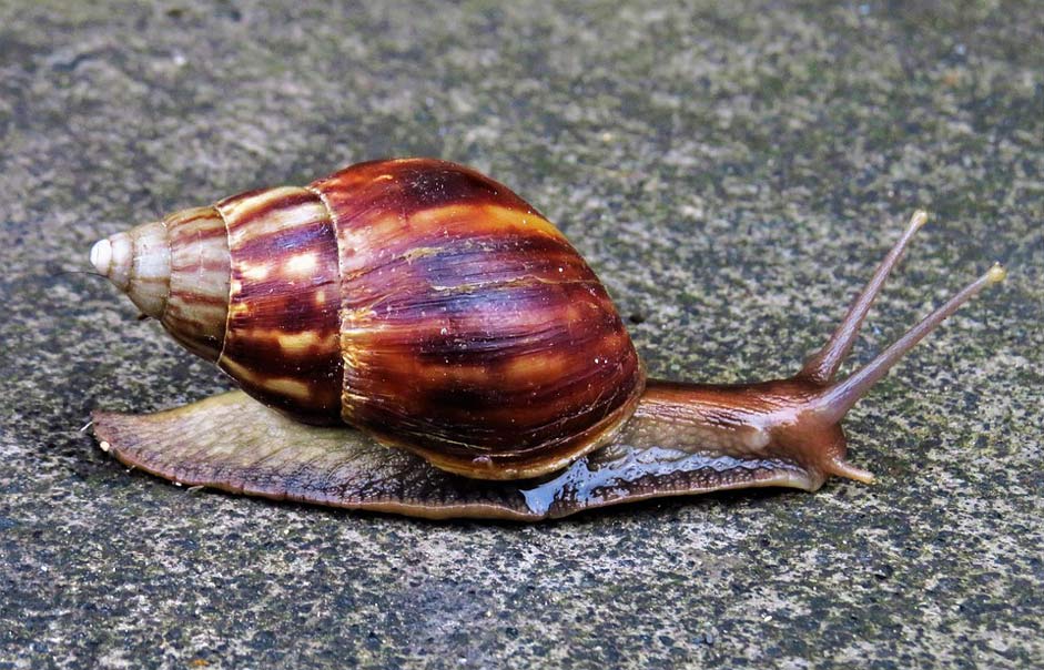 Invertebrates Mollusc Conch Snail