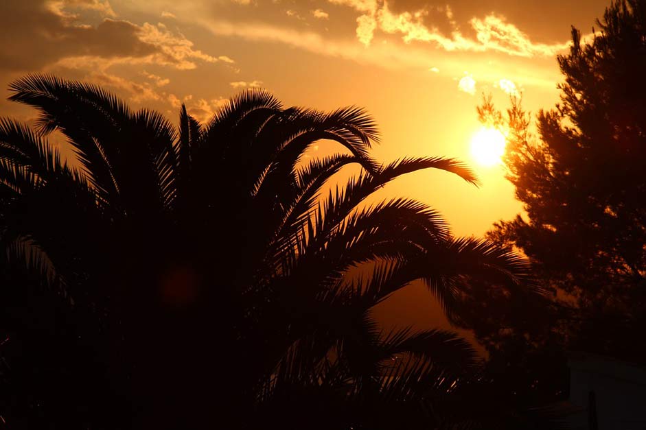 Tree Holiday Palm Sunset