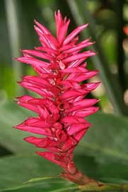 Alpinia  Guadeloupe Tropical-Flower Picture