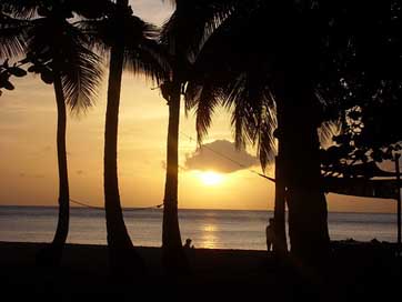 Beach Palm Guadeloupe Sunset Picture