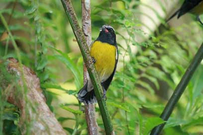 Bird-Sugar Tropical Black Yellow Picture