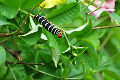 Caterpillar Exotic Nature Guadeloupe Picture