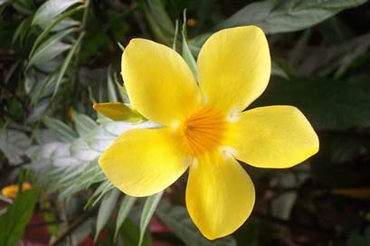 Exotic-Flower Guadeloupe Garden-Valombreuse Nature Picture