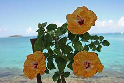 Guadeloupe  Sea Hibiscus Picture