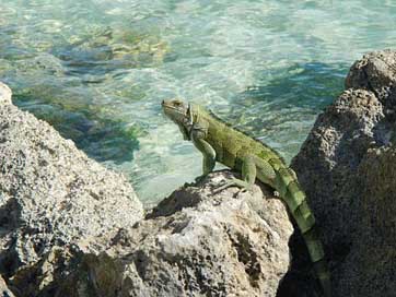 Iguana  Tropical Guadeloupe Picture