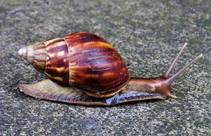 Snail Invertebrates Mollusc Conch Picture