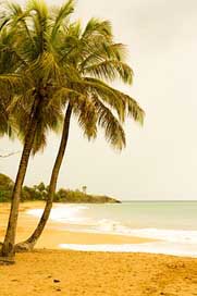 Palm  Guadeloupe Beach Picture