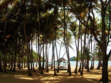 Beach Coral Palm Coconut Picture