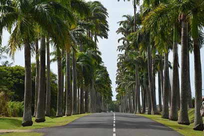 Guadeloupe  Road Palm Picture