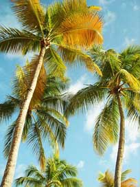 Palm-Trees Blue-Sky Beach Guadeloupe Picture