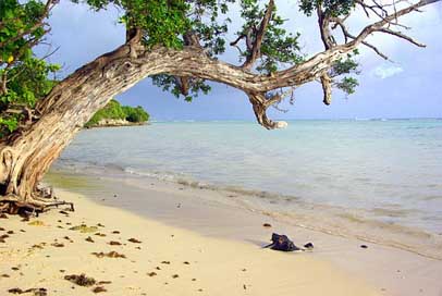 Sand Tree Guadeloupe Beach Picture