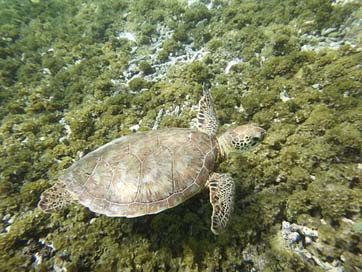 Turtle  Caribbean Guadeloupe Picture