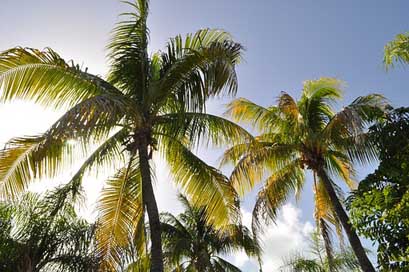 Coconut-Trees Sea West-Indies Beach Picture