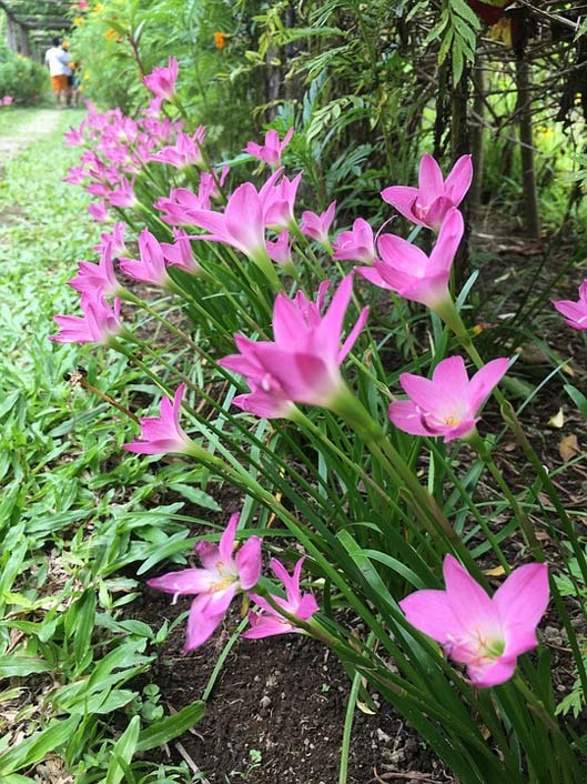 Plant Floral Nature Flower