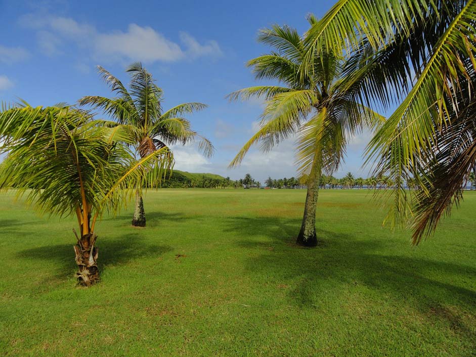 Palms Clouds Sky Guam