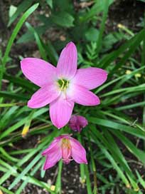 Flower Plant Floral Nature Picture