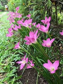 Flower Plant Floral Nature Picture