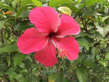 Hibiscus Plant Tropical Flower Picture