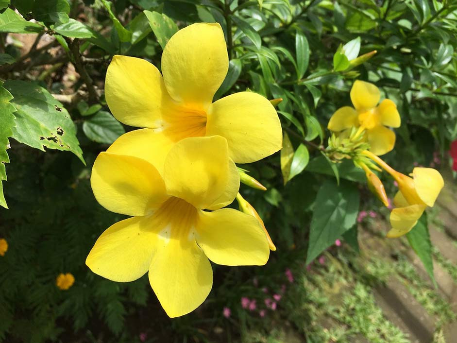 Nature Flower Yellow-Bell-Flower Yellow-Bell
