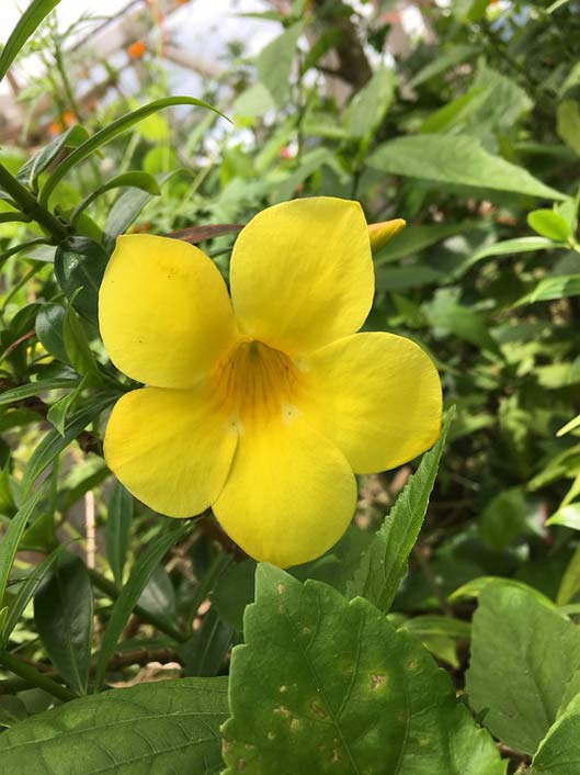 Nature Flower Yellow-Bell-Flower Yellow-Bell