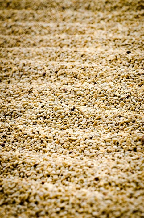  Guatemala-Coffee Coffee-Drying Coffee