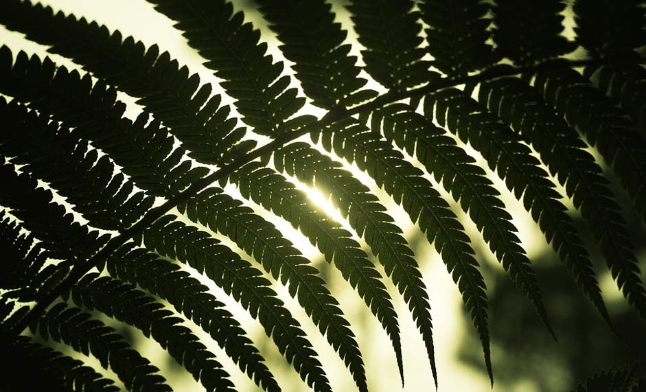 Autumn Sun Nature Leaves